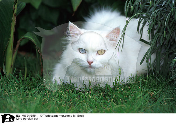 liegende Perserkatze / lying persian cat / MS-01655