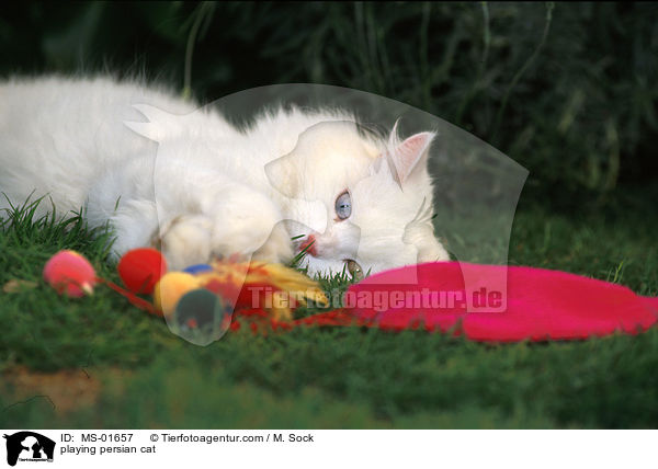 spielende Perserkatze / playing persian cat / MS-01657
