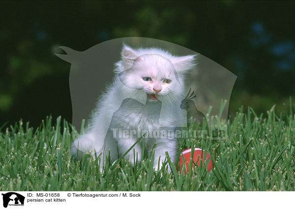 Perser Ktzchen / persian cat kitten / MS-01658