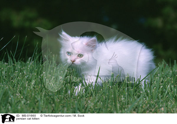 Perser Ktzchen / persian cat kitten / MS-01660