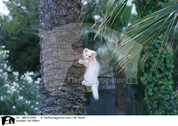 Perser Ktzchen / persian cat kitten / MS-01662