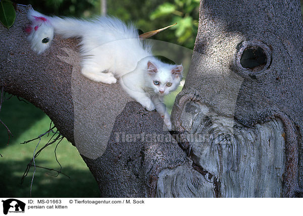 Perser Ktzchen / persian cat kitten / MS-01663