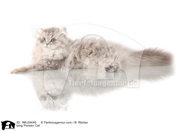 liegender Perser / lying Persian Cat / RR-29446
