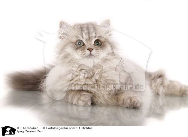 liegender Perser / lying Persian Cat / RR-29447