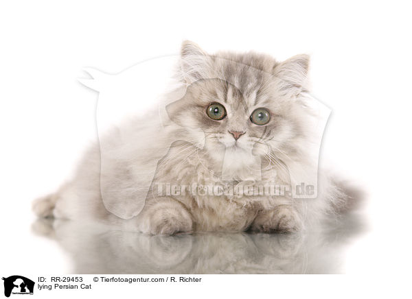 liegender Perser / lying Persian Cat / RR-29453
