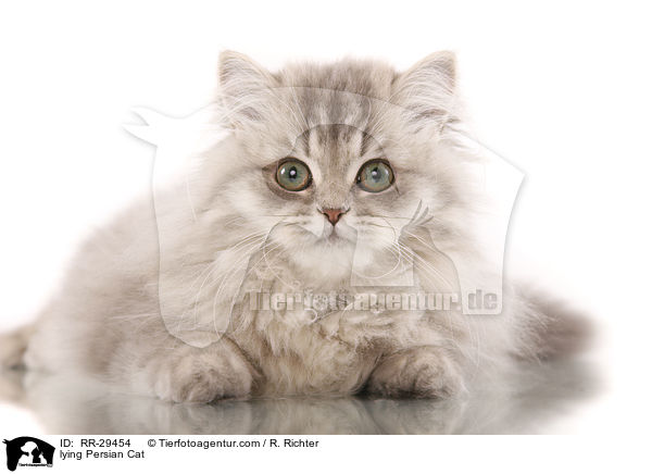 liegender Perser / lying Persian Cat / RR-29454