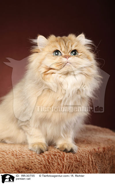 golden chinchilla Perser / persian cat / RR-30755