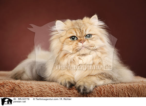 persian cat / RR-30778
