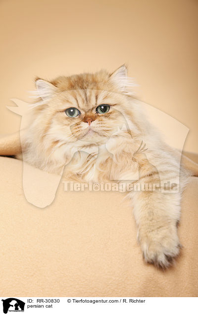 golden chinchilla Perser / persian cat / RR-30830
