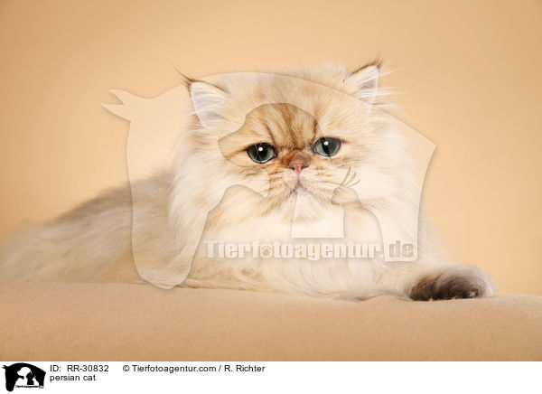 golden chinchilla Perser / persian cat / RR-30832