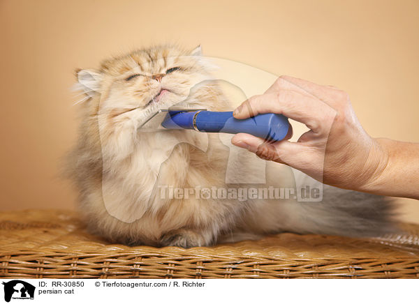 persian cat / RR-30850