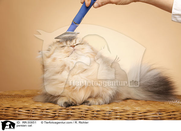 persian cat / RR-30851