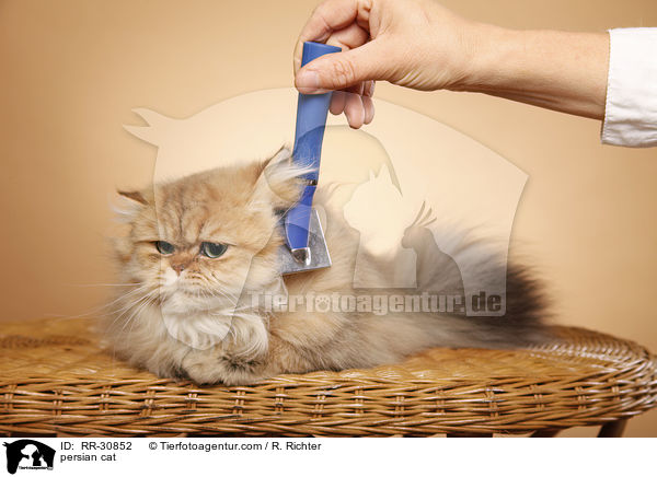 persian cat / RR-30852