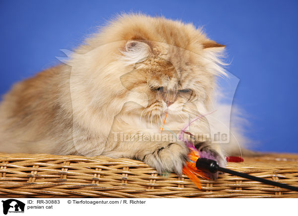 golden chinchilla Perser / persian cat / RR-30883
