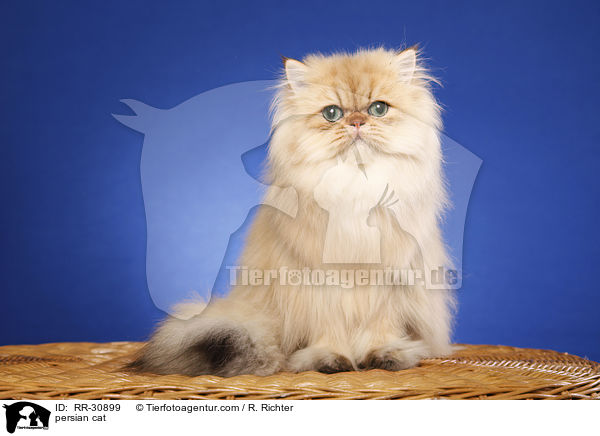 golden chinchilla Perser / persian cat / RR-30899