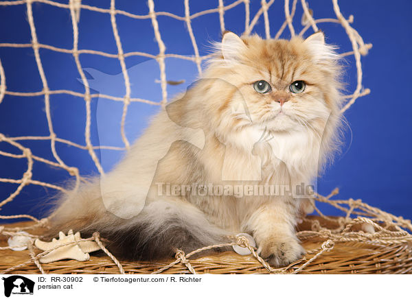 golden chinchilla Perser / persian cat / RR-30902