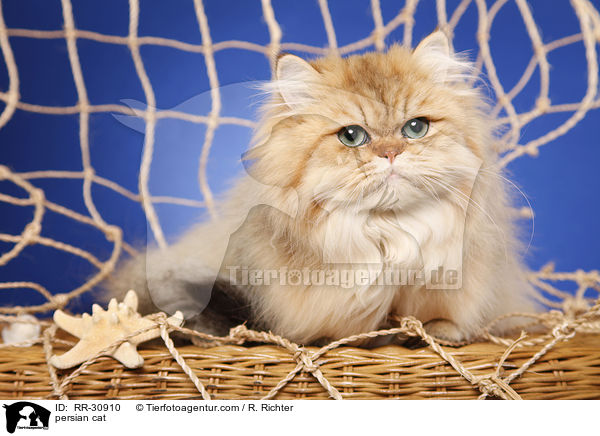 golden chinchilla Perser / persian cat / RR-30910