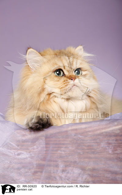 golden chinchilla Perser / persian cat / RR-30920