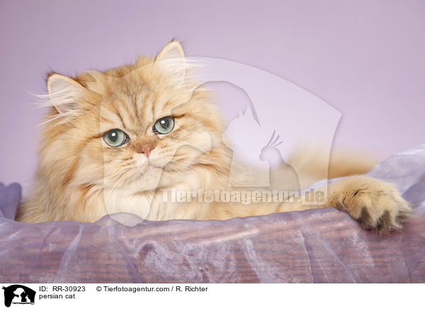 golden chinchilla Perser / persian cat / RR-30923