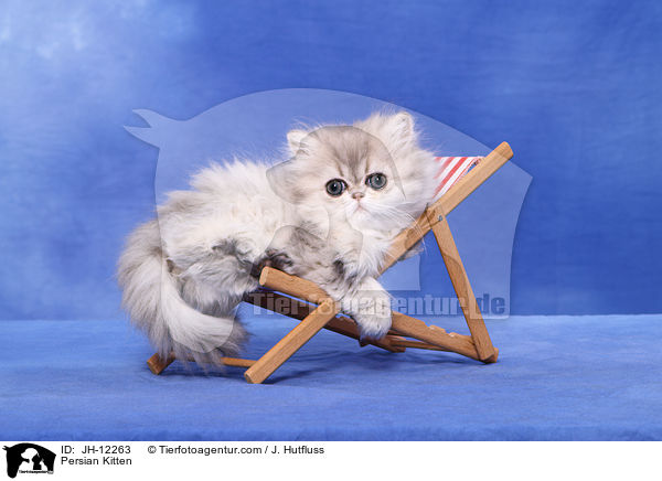 Perser Ktzchen / Persian Kitten / JH-12263