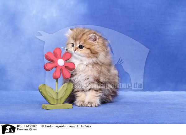 Persian Kitten / JH-12267