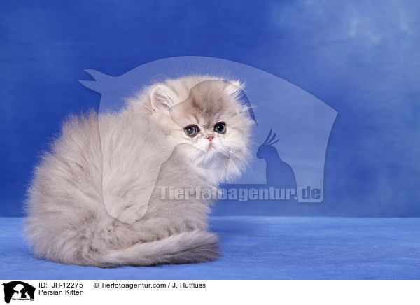Persian Kitten / JH-12275