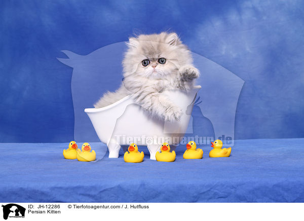 Perser Ktzchen / Persian Kitten / JH-12286