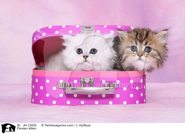 Perserktzchen / Persian kitten / JH-12852