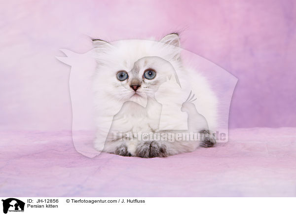 Perserktzchen / Persian kitten / JH-12856
