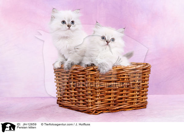 Perserktzchen / Persian kitten / JH-12859