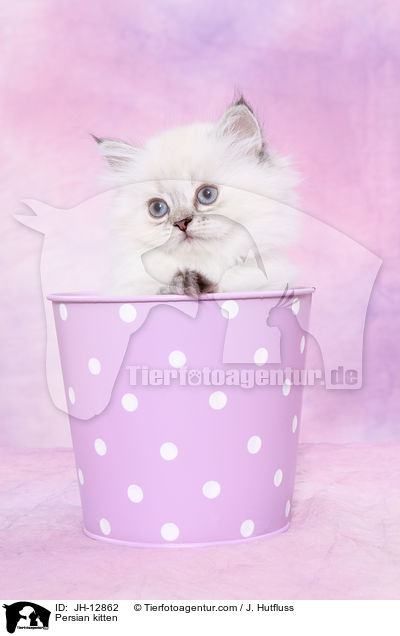 Perserktzchen / Persian kitten / JH-12862