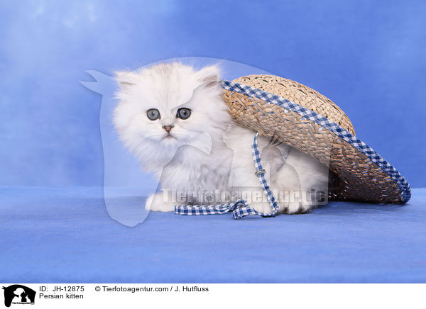 Perserktzchen / Persian kitten / JH-12875