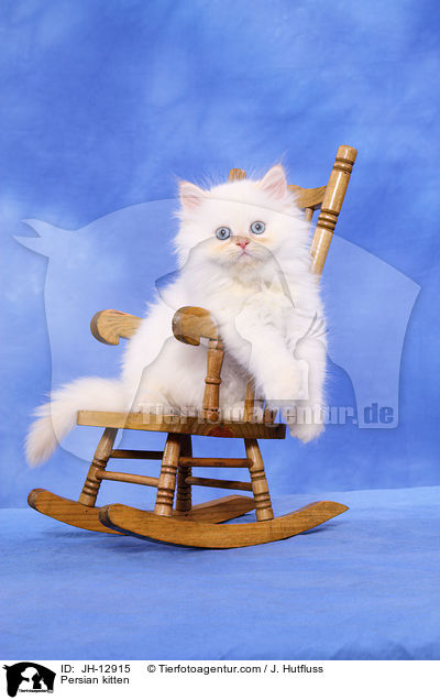 Perserktzchen / Persian kitten / JH-12915