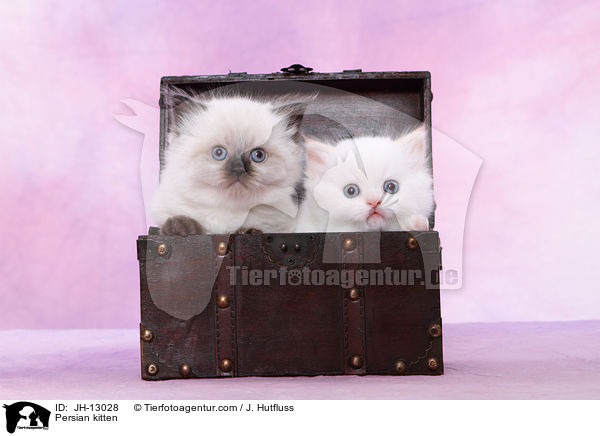 Persian kitten / JH-13028