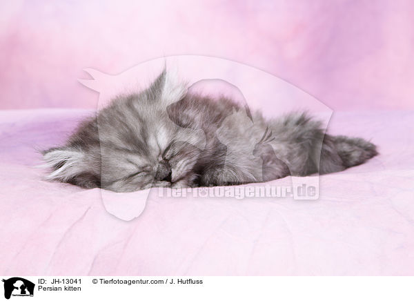 Perser Ktzchen / Persian kitten / JH-13041