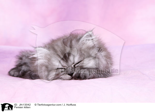 Perser Ktzchen / Persian kitten / JH-13042