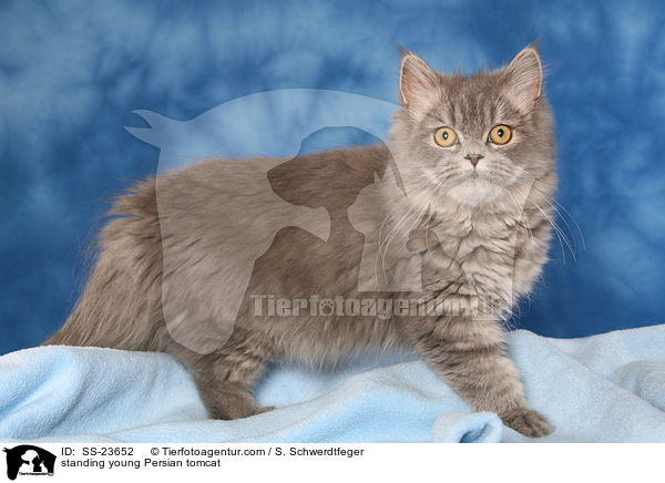 stehender junger Perserkater / standing young Persian tomcat / SS-23652