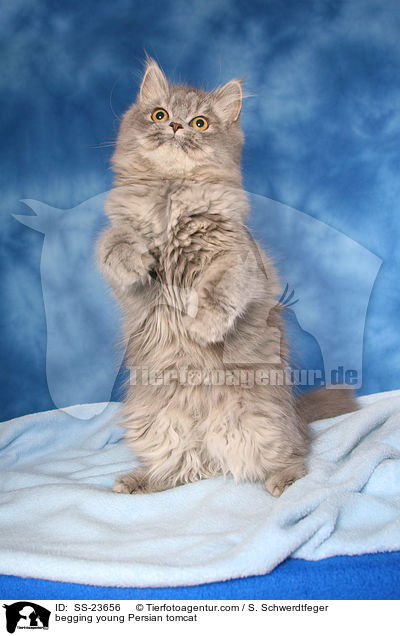 junger Perserkater macht Mnnchen / begging young Persian tomcat / SS-23656