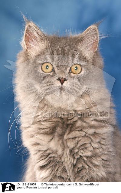 junger Perserkater im Portrait / young Persian tomcat portrait / SS-23657