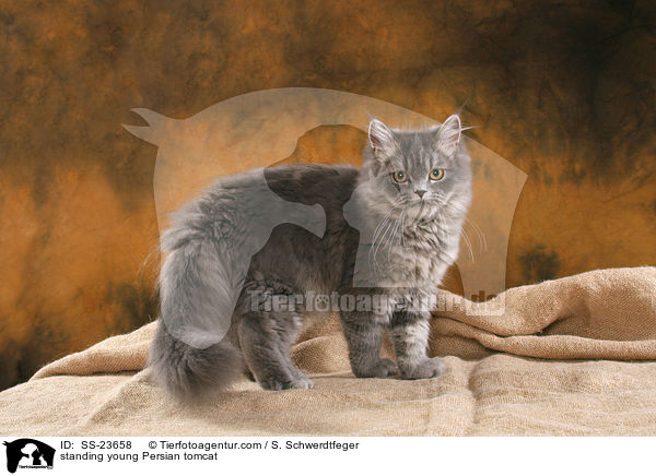 stehender junger Perserkater / standing young Persian tomcat / SS-23658