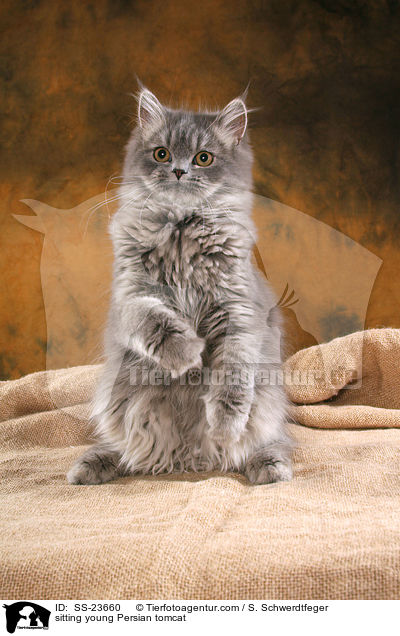 sitzender junger Perserkater / sitting young Persian tomcat / SS-23660