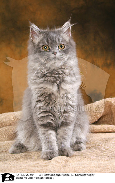 sitzender junger Perserkater / sitting young Persian tomcat / SS-23661