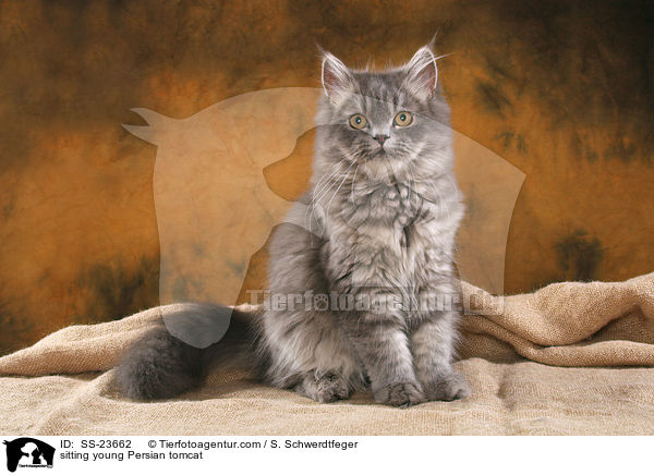sitzender junger Perserkater / sitting young Persian tomcat / SS-23662