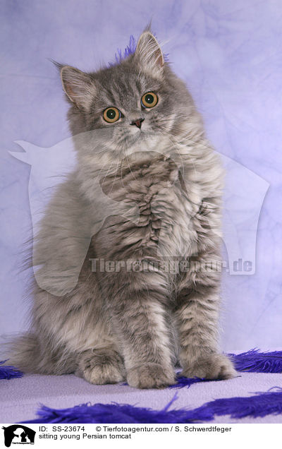sitzender junger Perserkater / sitting young Persian tomcat / SS-23674