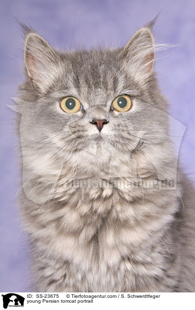 junger Perserkater im Portrait / young Persian tomcat portrait / SS-23675