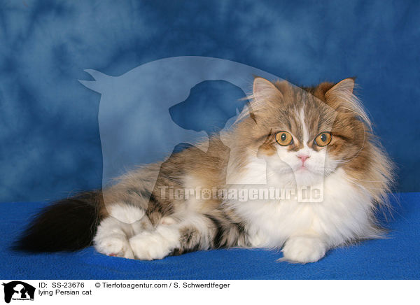 liegender Perser / lying Persian cat / SS-23676