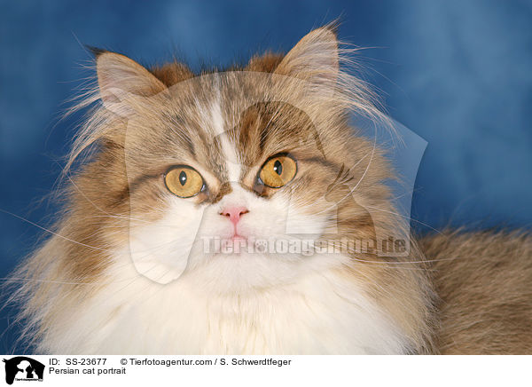 Perser Portrait / Persian cat portrait / SS-23677