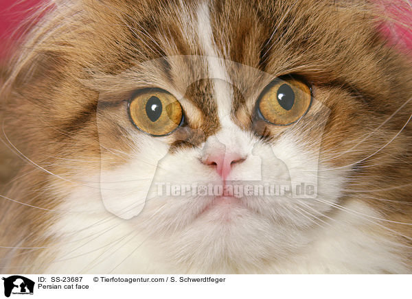 Perser Gesicht / Persian cat face / SS-23687