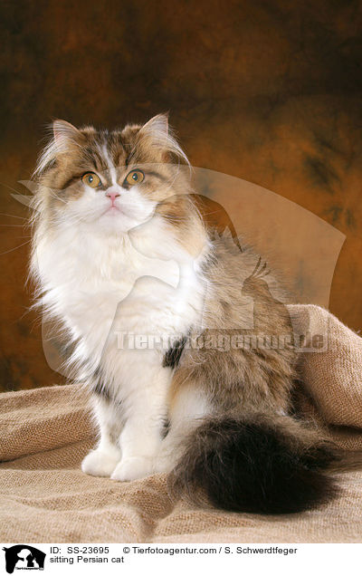 sitzender Perser / sitting Persian cat / SS-23695