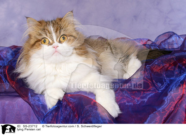liegender Perser / lying Persian cat / SS-23712
